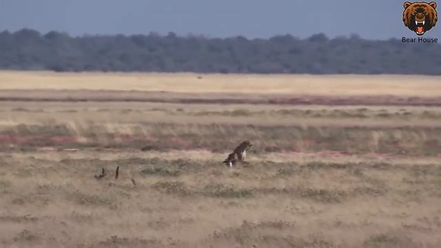 Cheetah vs a gazelle with a headstart incredible speed Гепард против Газели с хедстартом невероят смотреть онлайн