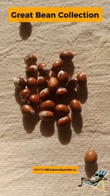 Фасоль пеллегрини семена Pelegrinni bean seeds смотреть онлайн