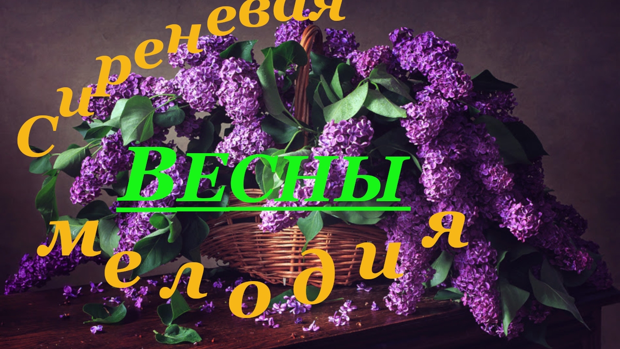 Сиреневая мелодия весны | Пора сирени #деньСирени