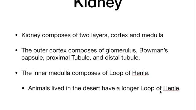 Guideline Midterm Enzyme and Excretory System смотреть онлайн