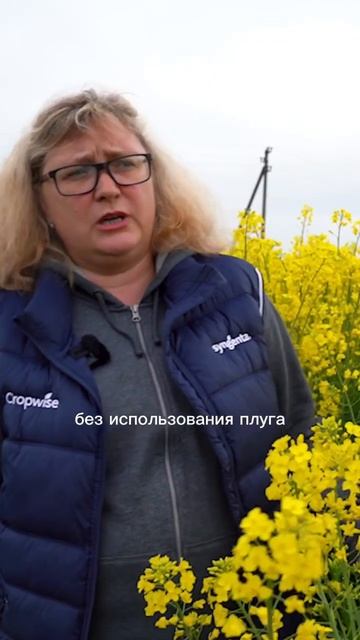 Новинка на стрип тиле! Гибрид СИ Иова от Сингента#агробизнес #сельскоехозяйство #агрономия #рапс смотреть онлайн