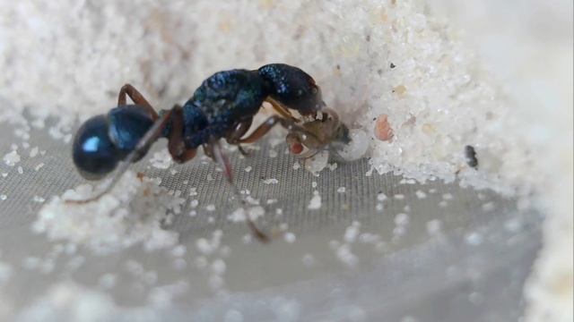Rhytidoponera aspera - Feeding Time!! смотреть онлайн