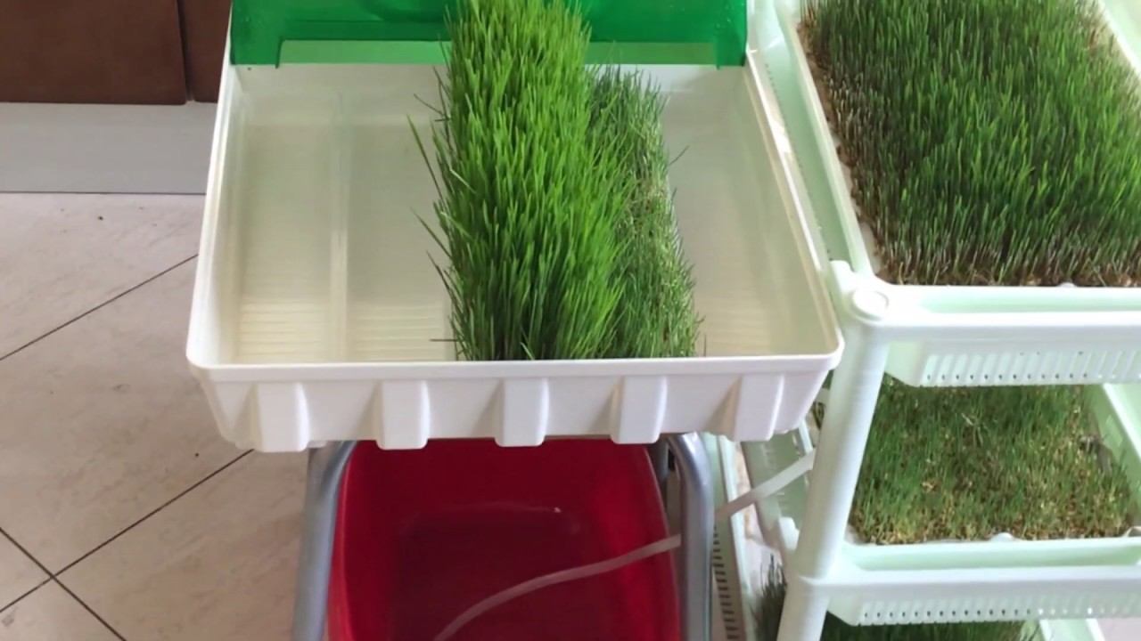 Сравнение проращивателей Tribest Wheatgrass Grower Set SM-350 и Микроферма EasyGreen EGL 55 смотреть онлайн