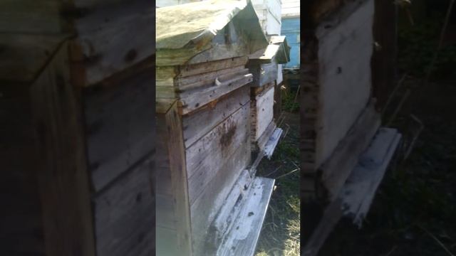 пасека вечером перед цветением садов смотреть онлайн