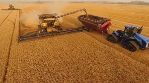 Уборка пшеницы