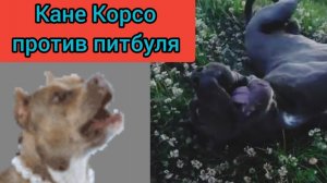 Нападение Питбуля на Кане Корсо.Битва века,кто победил?