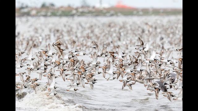 The Delaware Shorebird Migration смотреть онлайн
