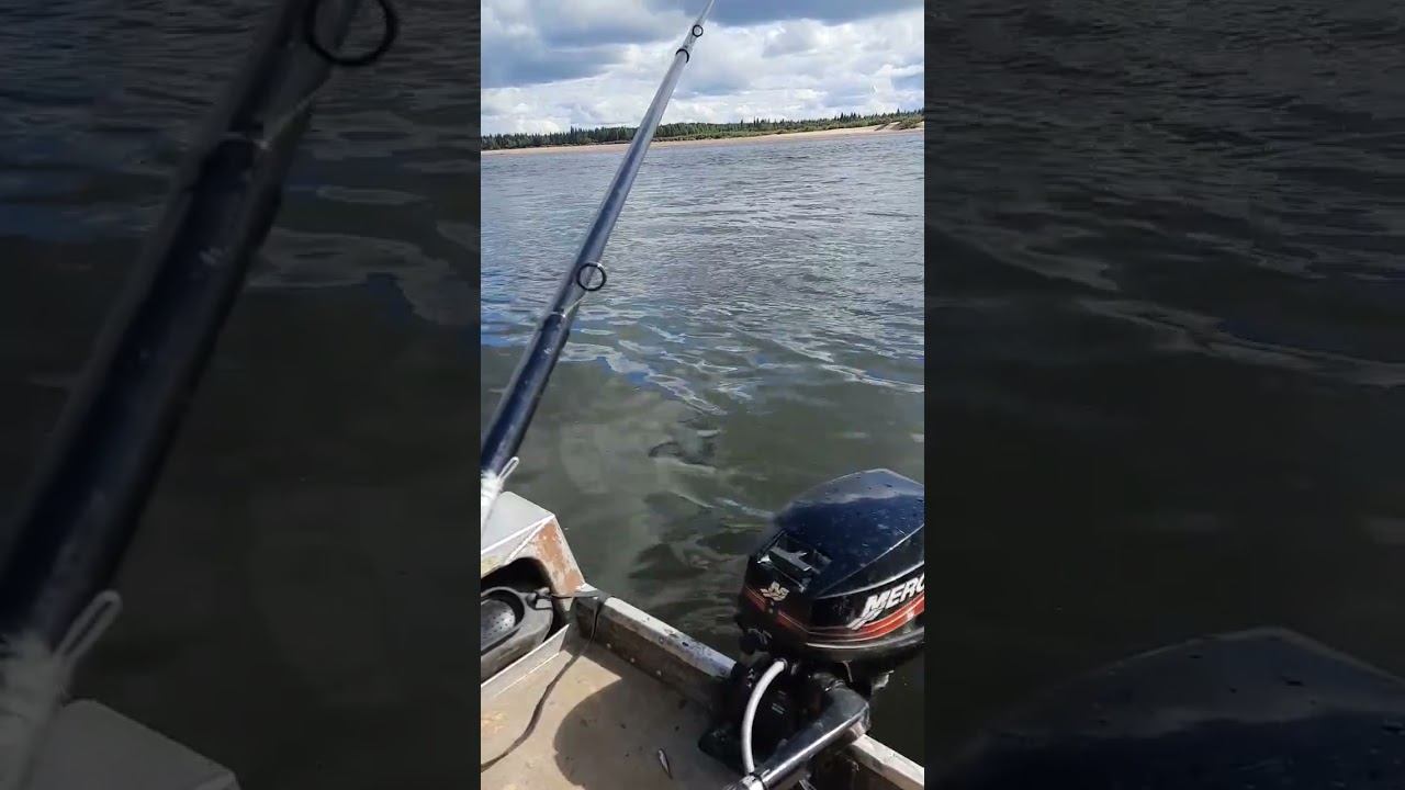 Сейчас малявку насажу больше окуня...