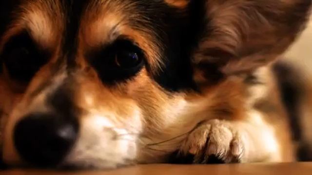 Лучшие русские песни и фото 2015 смотреть онлайн