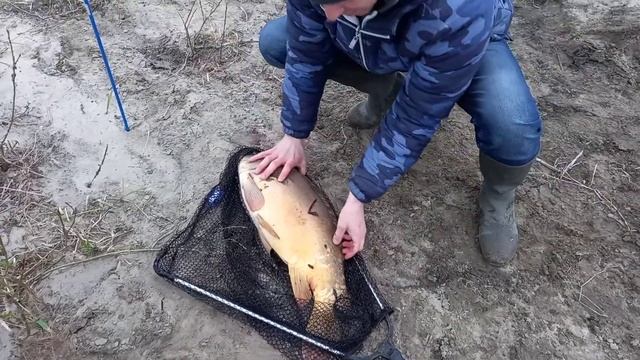 Karp 7,5 kg. z Odry смотреть онлайн