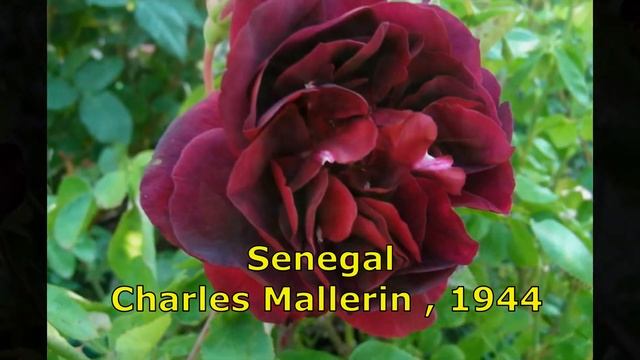 Новые розы от питомника Элит. Распаковка посылки)). Ну и немного историй из моего весеннего сада)) смотреть онлайн