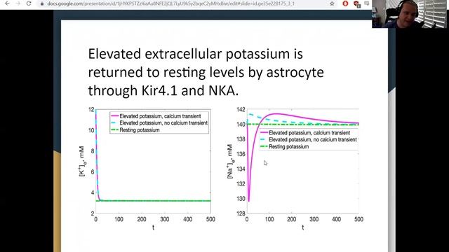 Astrocyte-neuron interaction through the extracellular ionic composition (CNS*2021 Poster Preview) смотреть онлайн