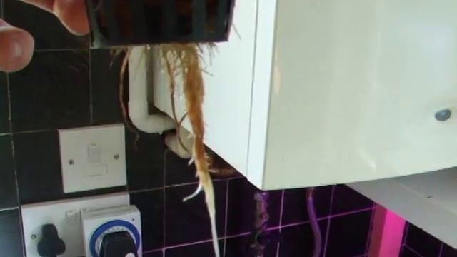Cheap DIY Hydroponic System with LED Grow light: Report 6 смотреть онлайн
