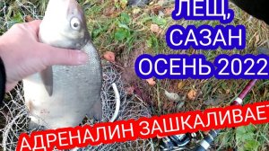 Осень 2022г.,а ЛЕЩ и САЗАН ловятся на Соску и ЛЮБИМИЦУ карася