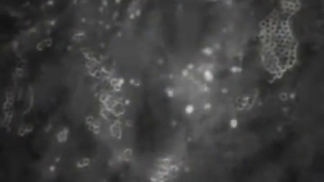 Coordination of Lipid Metabolism in Membrane Biogenesis: Supplemental Video 1 смотреть онлайн