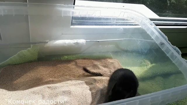 Лукум из Комочка Радости смотреть онлайн