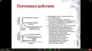 Физиология Лекция 1 Часть 1