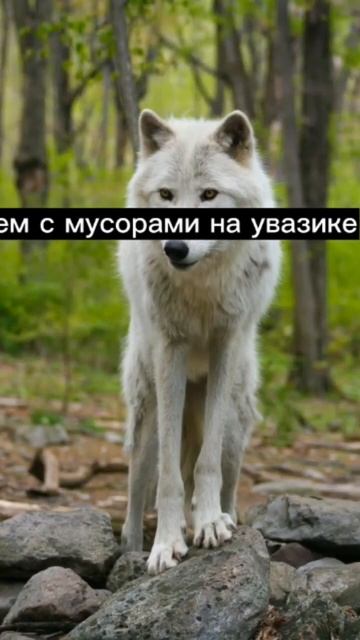 #цитаты #волк #братишка #ауф смотреть онлайн