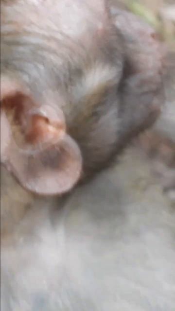 Small baby Close on nose | смотреть онлайн
