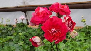 #704. СиМ Ваше величество