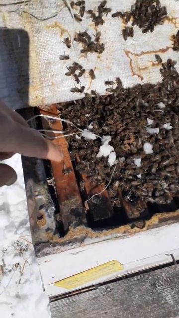 ARI BEE HONEY in Ardahan beekeping смотреть онлайн