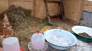 Курочки после покупки. 06.04.25