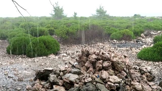 Cayo Coco 1 смотреть онлайн