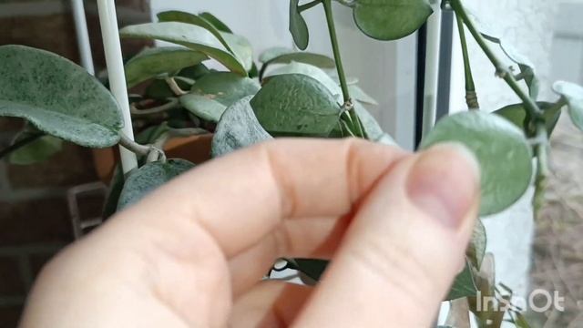 цветение в марте смотреть онлайн