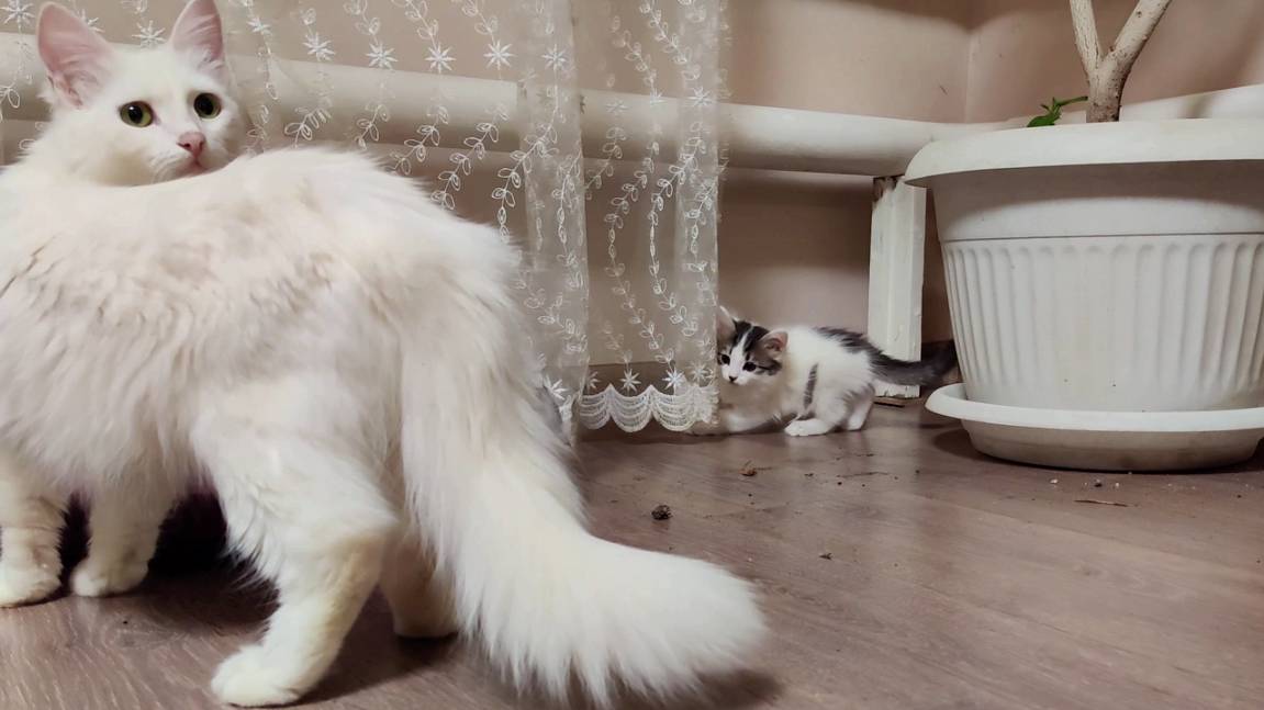 Мама-кошка зовет своих котят поиграть. смотреть онлайн