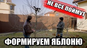Как сдержать сильнорослую яблоню и начать формирование саженца