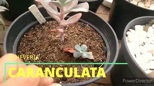 Minhas Echeverias II, Atualização... смотреть онлайн
