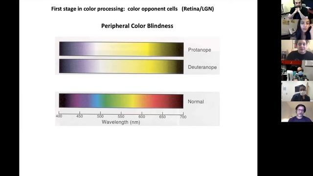 Vision Course: Lecture 7 - Color Vision смотреть онлайн