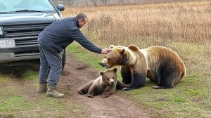 Плачущая медведица принесла своего умирающего детеныша к этому человеку, и произошло невероятное!