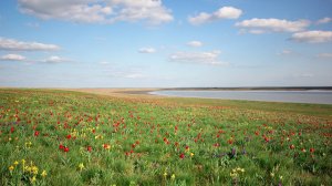 Степи и лесостепи. 8 класс