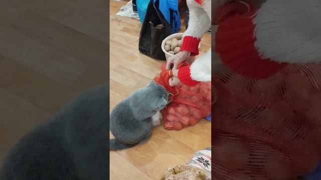 ХОЗЯЙСТВЕННЫЙ МУЖЧИНА