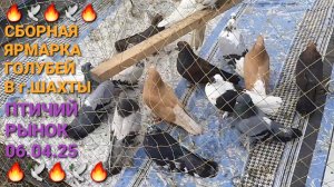 💰💰💰 Сборная ярмарка голубей в г.Шахты. Птичий рынок 06.04.25. Pigeons Fair. Bird Market.