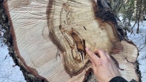 СУВЕЛЬ БЕРЕЗЫ. ЧТО ЭТО ТАКОЕ, КАК ВЫГЛЯДИТ И ЗАЧЕМ ИХ ИЩУТ В ЛЕСУ? Заработок на лесной продукции.