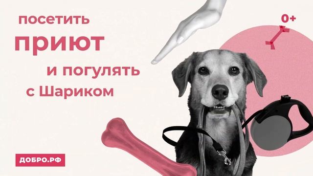 Направление: Помощь животным