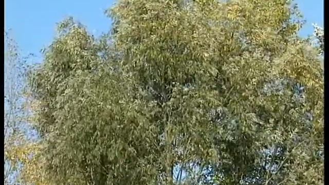 "Сладкая жизнь" №45 смотреть онлайн