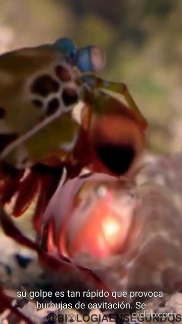 Brutal ATAQUE de una GAMBA MANTIS a un CANGREJO #shorts #youtubeshorts #animales #naturaleza #viral смотреть онлайн