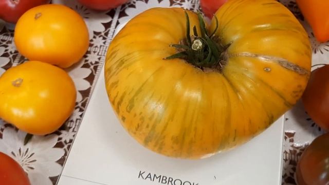 Новые сорта. Обзор сбора урожая. Собрала 44 кг разом смотреть онлайн