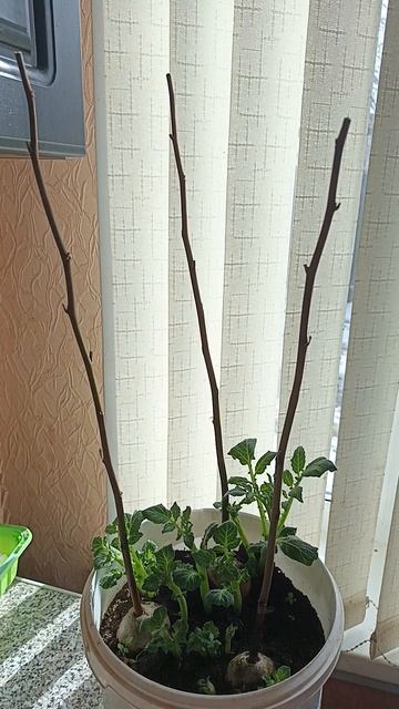 выращивание роз