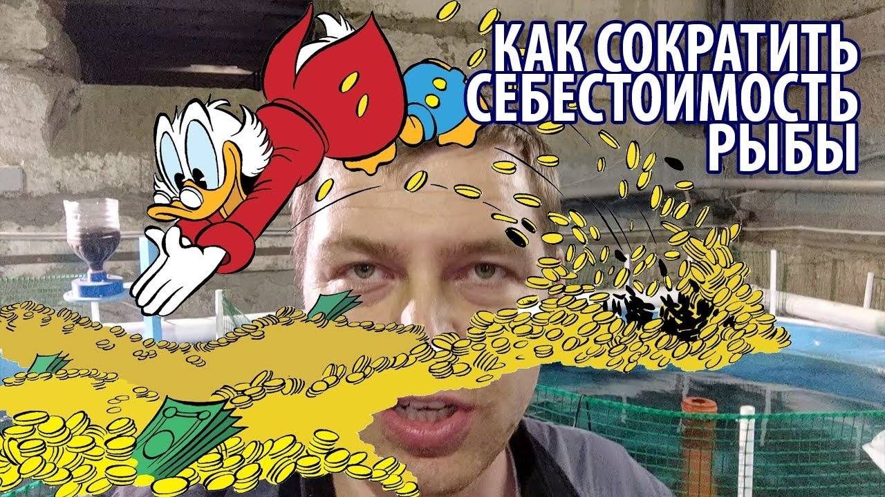 Как сократить себестоимость рыбы в УЗВ ! #рыбоводство #узв #разведениерыбы смотреть онлайн