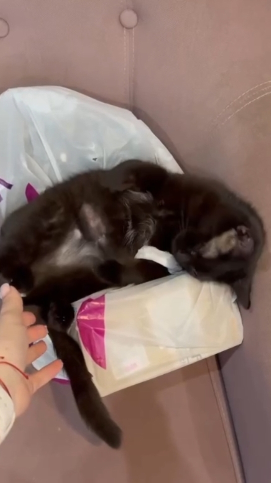 КОТЛЕТКИ ПОД ШУБОЙ смотреть онлайн