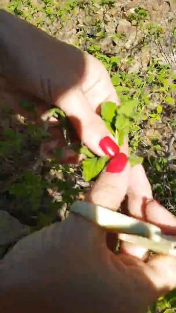 Harvesting of Wild Cistus Incanus Creticus in Troodos Mountains in Cyprus, Mediterranen Sea смотреть онлайн