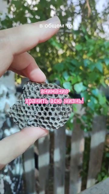 #талисман#оберег #удача #магия #обряды #гнездо #семья#богатство #пчелы#осы помощь +79069690335 смотреть онлайн