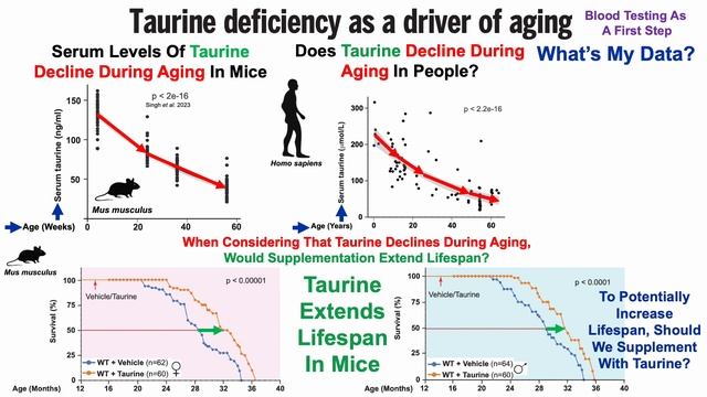 Taurine Extends Lifespan: What's My Data (Youthful Or Aged)? смотреть онлайн