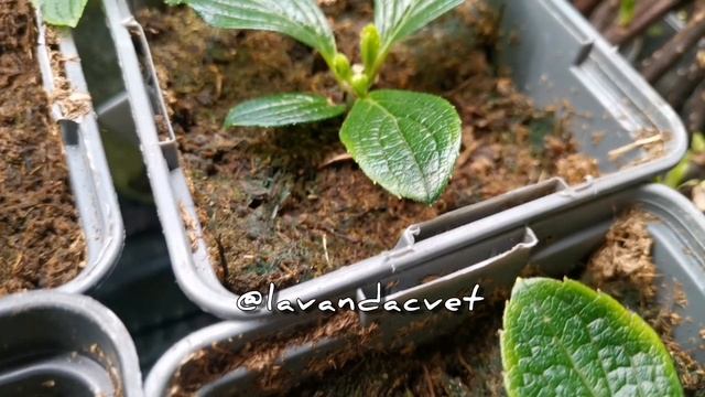 Гортензия метельчатая почкой. Прищипка.