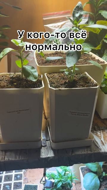 12.09.2023 #растения #цветы #рассада смотреть онлайн