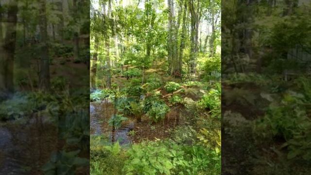 Heaven for Hosta смотреть онлайн